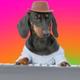 Synthesizer Dog logo