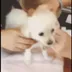 Mira's dog logo