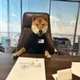 UNITED STATES DOGE logo