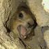 Screaming Hyrax on SUI logo