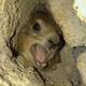 Screaming Hyrax on SUI logo