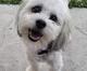 Teddy The Blind Dog logo