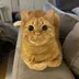 Official Beans the Ginger Cat logo