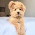 TOBBY DOG logo