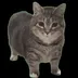ooioi cat logo