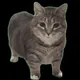 ooioi cat logo