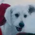 Superman's Dog logo