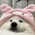 Snowy Inu logo