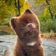 Bertram The Pomeranian logo