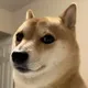New Doge logo