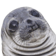 Awkard Seal logo