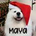 Maya logo