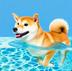 WaterShiba logo