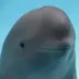 Smiling Dolphin logo