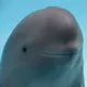 Smiling Dolphin logo