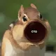 POPNUT logo