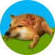 Drog logo