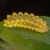 Olona Limacodidae logo