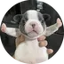 PUPY on SUI logo