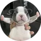 PUPY on SUI logo