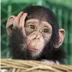Baby Chimp logo
