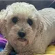 PEPE the Dog logo