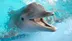 Smiley Dolphin logo