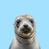 POPPY THE SEA LION logo