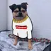 Beau the Chihuahua logo