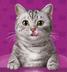 CATSUI logo