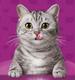 CATSUI logo