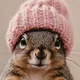 WIF PNUT logo