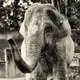 The world's loneliest elephant logo