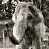 The world's loneliest elephant logo