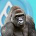 Sui Harambe logo