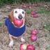 dog with apple in mouth logo