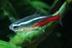 Neon tetra logo