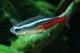 Neon tetra logo