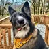 Instagram Picasso Dog logo