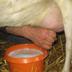 GOAT MILK logo
