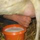 GOAT MILK logo