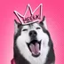 TikTok Talking Husky logo