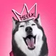 TikTok Talking Husky logo