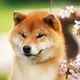 Shiba Inus Daughter logo