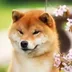Shiba Inus Daughter logo