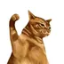 TAPCAT logo