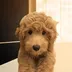 Dolly logo