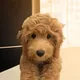 Dolly logo