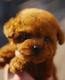 Puppy logo