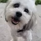 Teddy The Blind Dog logo